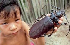 世界上现存十类最大的昆虫，皆是昆虫届“巨无霸”