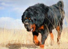 世界上寿命最长的狗狗排名，藏獒摘得桂冠