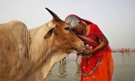 世界上牛最多的国家，印度有3亿多头牛