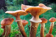世界上最大的蘑菇：蜂蜜蘑菇占地面积2200英亩