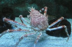 世界上最大的螃蟹是什么蟹？杀人蟹寿命可达100年