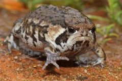 世界上最萌的青蛙，纳马雨蛙身体似面包