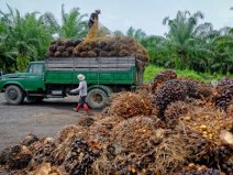 世界上最大的棕榈油生产国，马来西亚占一半以上