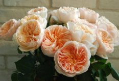世界上最贵的10种鲜花，朱丽叶玫瑰非它莫属