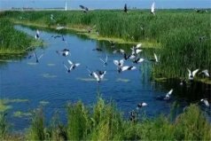 全球三大生态系统：湿地被誉为“地球之肾”