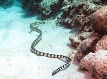 海洋有毒的十大杀手，世贝尔彻海蛇排第一