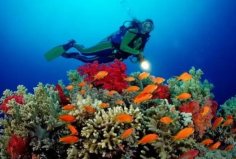 世界十大潜水圣地：大堡礁、大蓝洞上榜