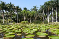 西双版纳十大旅游景点排名，野象谷排在第四位