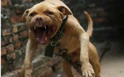 世界十大斗犬排名：比特犬位列第一