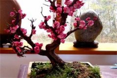 世界上花语最冷漠的花：紫藤、雪莲双双入榜