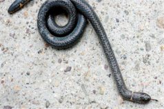 世界上长相最奇特的蛇：钝尾两头蛇尾巴与头部相似