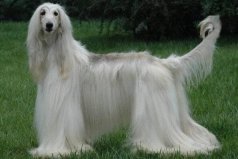 世界上十大毛最长的犬：萨摩耶犬上榜，阿富汗猎犬第一