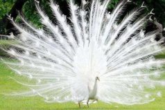 自然界十大颜值最高的动物，白孔雀夺得冠军