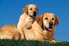 护主人最忠诚的狗排名：中华田园犬上榜，第一是拉布拉多