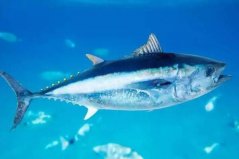 世界十大最贵的海鱼：野生大黄鱼上榜，蓝鳍金枪鱼第一