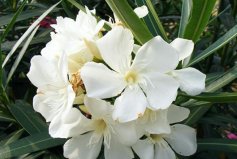 世界最毒的十种花卉植物：夹竹桃、曼陀罗均榜上有名