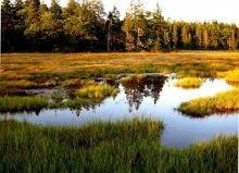 世界上最可怕的沼泽：曼查克沼泽被称为“幽灵沼泽”