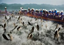 世界四大渔场是指哪些渔场？北海道渔场位居第一