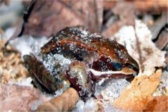 世界上最神奇的青蛙：木蛙深冻-16℃仍能存活