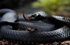 世界上最快的毒蛇：黑曼巴蛇有非洲死神之称