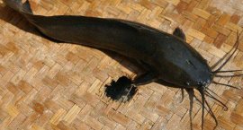 世界最具侵略性的10种鱼类：蟾胡子鲇排名第一