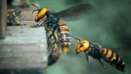 世界上最恐怖的大黄蜂，毒液的毒性堪比蛇毒
