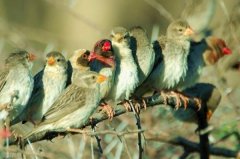 世界上数量最多的鸟类：红嘴奎利亚雀有100亿只
