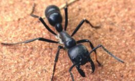 盘点十大最凶猛的蚂蚁：子弹蚁第一，行军蚁第二