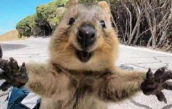 世界上最爱笑的动物：澳大利亚短尾袋鼠