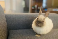 盘点世界八大宠物兔品种，你家的兔子有没上榜？