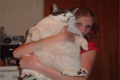 世界上最胖最重的猫：凯蒂猫重达23公斤