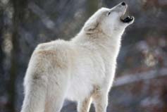 世界上最漂亮的狼：纽芬兰白狼排第一名