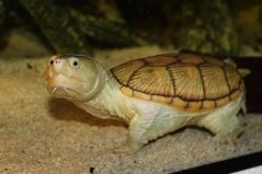 世界十大水栖宠物龟品种：地图龟第二，蛋龟排第一