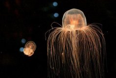 世界上寿命最长的动物：灯塔水母能返老还童