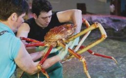 世界上体型最大的螃蟹：巨型杀人蟹体重高达40斤