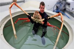 世界上最大的螃蟹王：杀人蟹足有两三米长