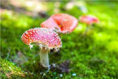 世界十大最奇怪的蘑菇：荧光小菇会发出鬼火光芒