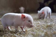 世界上最小的猪：微型猪体重仅10公斤