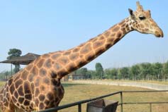 世界上最高的动物：长颈鹿身高可达8米