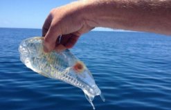 比海水还要清澈的鱼：樽海鞘全身透明，抓到赶紧放生