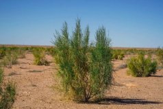 沙漠最顽强的植物，梭梭有强大的固沙抗沙作用