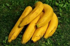 世界上最长的香蕉品种，牛角香蕉60厘米长