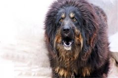世界上十大特别的狗，藏獒榜上有名
