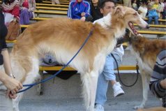 俄罗斯十大名犬：俄罗斯牧羊犬排在榜首