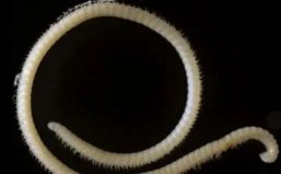 世界上最罕见的新物种：神秘千足虫有414条腿