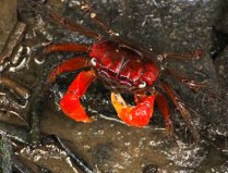 最适合新手养的十大宠物蟹，你养的是哪种蟹？
