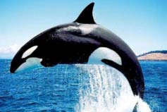 哪种动物没有天敌？虎鲸乃海洋霸主！