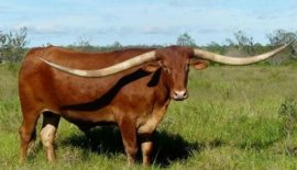 世界上角最长的牛，两角总合接近3米