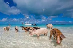 世界上最幸福的猪：“霸占”一座岛屿