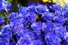 世界上最漂亮的三种玫瑰花，蓝色妖姬最受欢迎和追捧！